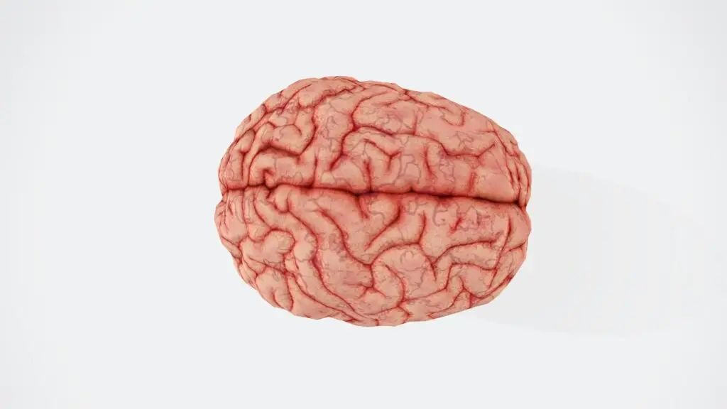 a close up of the human brain on a white background